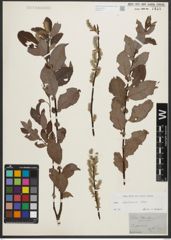 Foto von Salix starkeana Willd.
